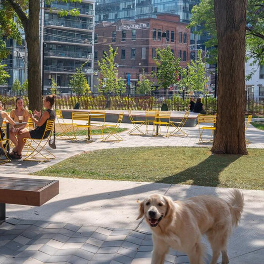Discover the Best Dog Parks in Toronto: St. Andrew's Dog Park