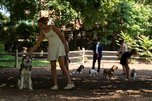 Discover the Best Dog Parks in Toronto: Ramsden Dog Park