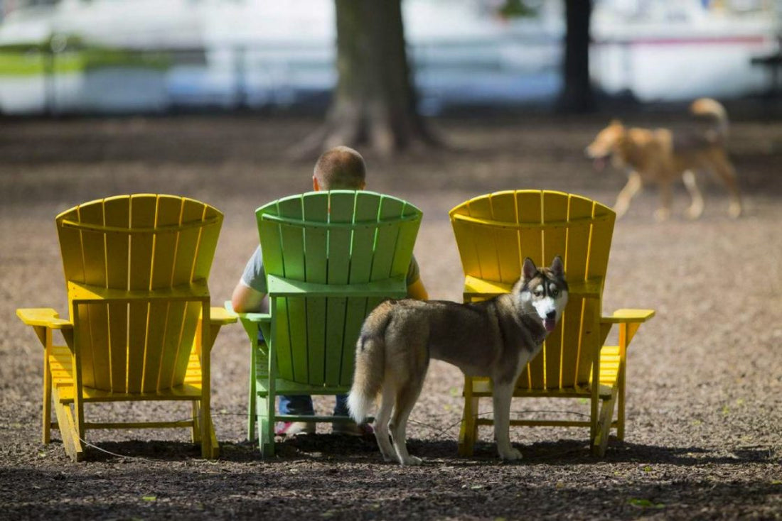 Discover the Best Dog Parks in Toronto: Coronation Dog Park